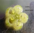  Carpels T.S.